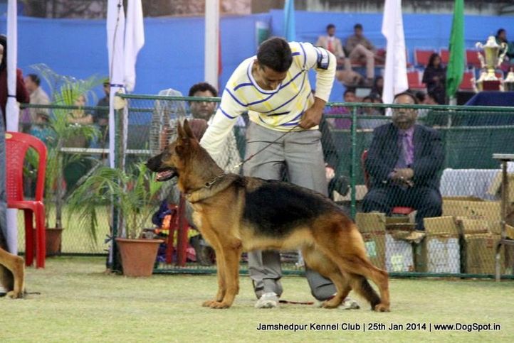 ex-53,german shepherd,sw-114,, Jamshedpur Dog Show 2014, DogSpot.in
