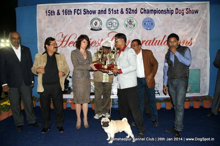 ex-389,line up,pug,sw-114,, Jamshedpur Dog Show 2014, DogSpot.in