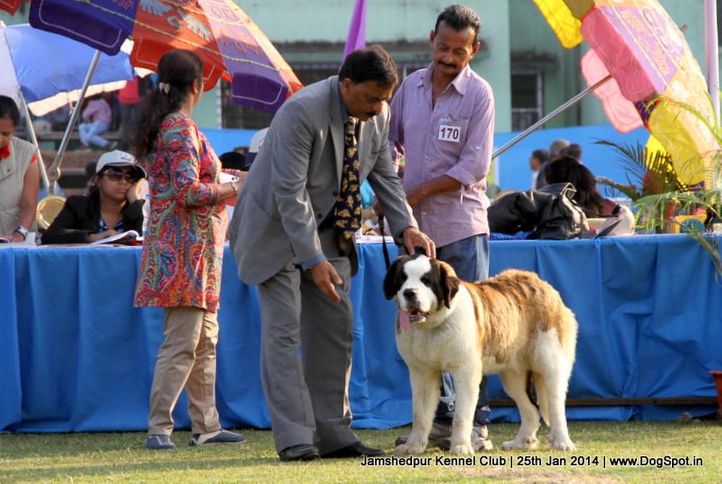 ex-170,st bernard,sw-114,, Jamshedpur Dog Show 2014, DogSpot.in
