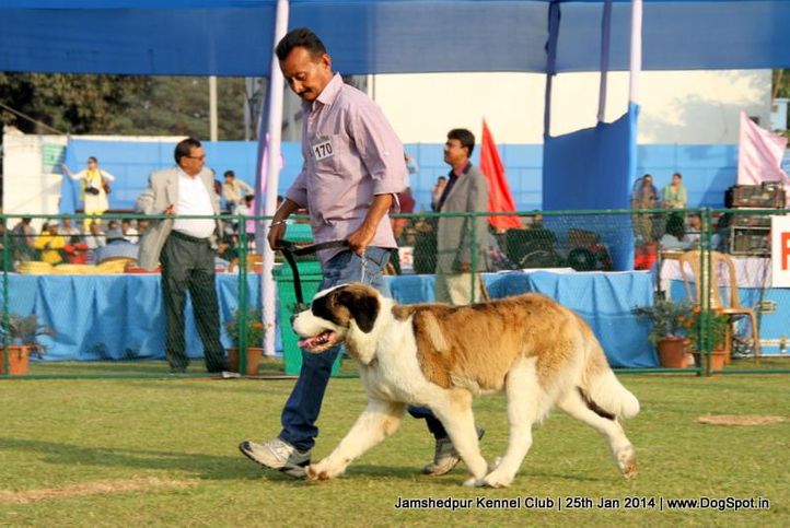ex-170,st bernard,sw-114,, Jamshedpur Dog Show 2014, DogSpot.in