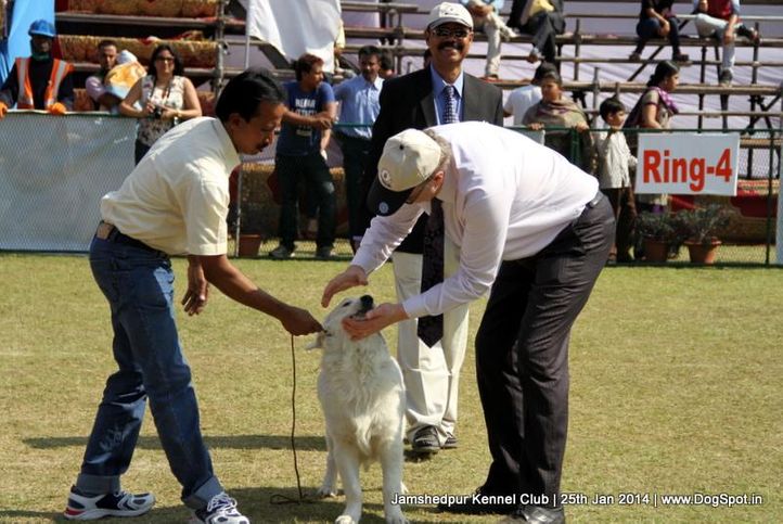 judge,sw-114,, Jamshedpur Dog Show 2014, DogSpot.in