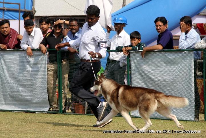ex-216,siberian husky,sw-114,, Jamshedpur Dog Show 2014, DogSpot.in