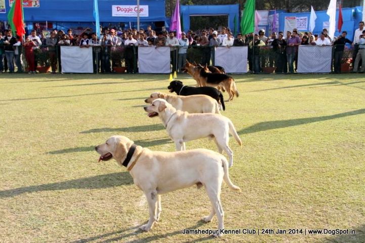 labrador retriever,, Jamshedpur Obedience Dog Show 2014 , DogSpot.in