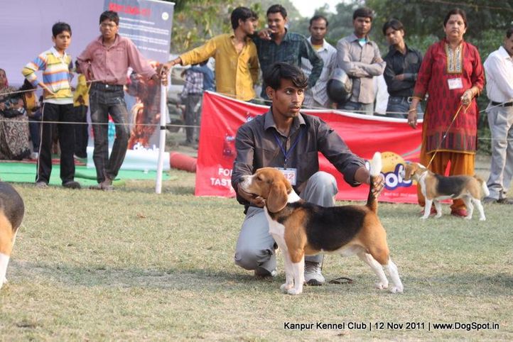 beagle,ex-42,sw-42,, CHAROON PACE SETTER, Beagle, DogSpot.in