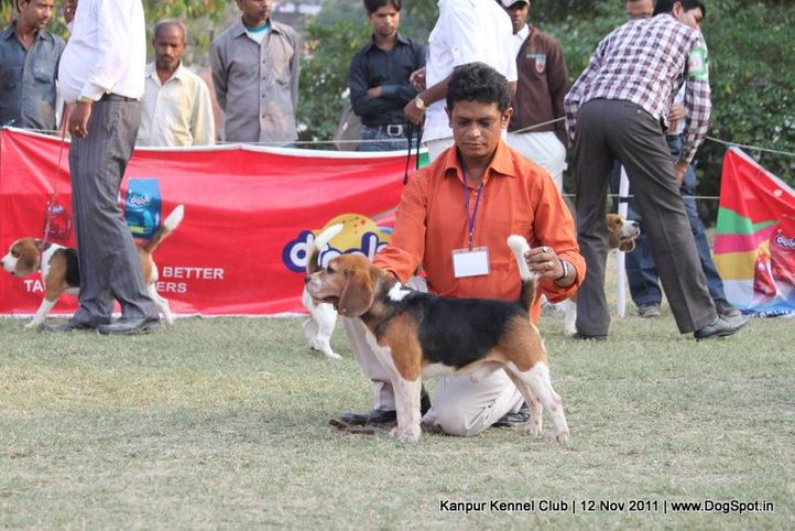 beagle,sw-42,, Kanpur Dog Show 2011, DogSpot.in