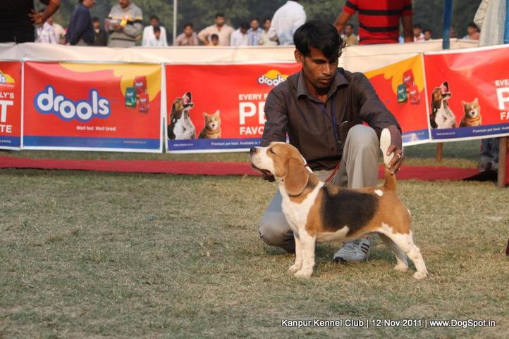 beagle,sw-42,, Kanpur Dog Show 2011, DogSpot.in