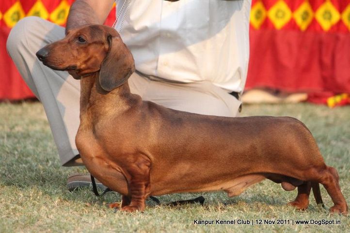 dachshund,ex-60,sw-42,, IND. CH. ZOO ZOO, Dachshund Standard- Smooth Haired, DogSpot.in