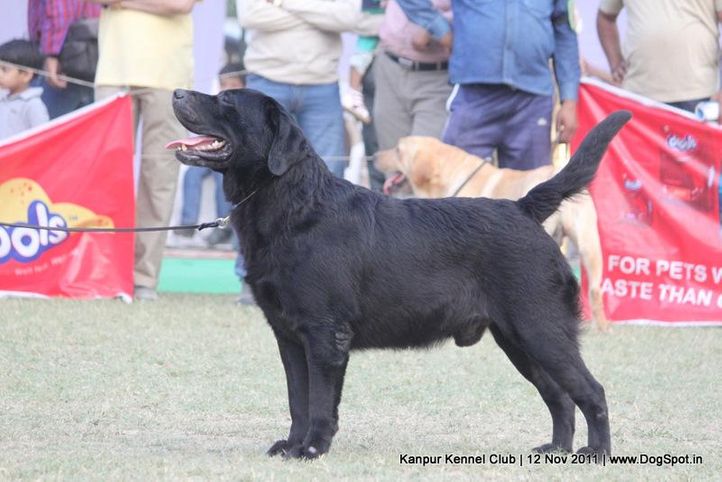 labrador,sw-42,, Kanpur Dog Show 2011, DogSpot.in