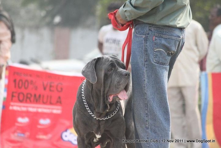 mastiff,sw-42,, Kanpur Dog Show 2011, DogSpot.in