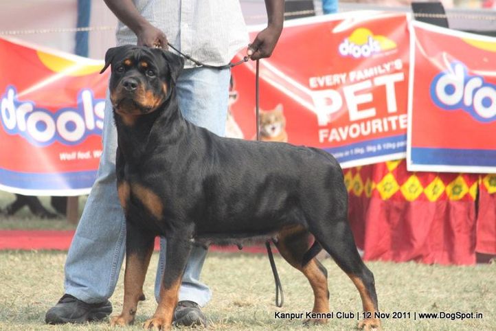 ex-176,rottweiler,sw-42,, CH Grewal`s Security, Rottweiler, DogSpot.in