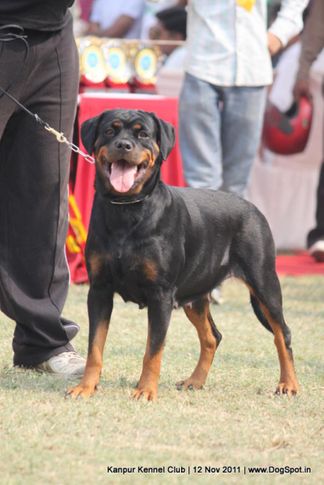 rottweiler,sw-42,, Kanpur Dog Show 2011, DogSpot.in