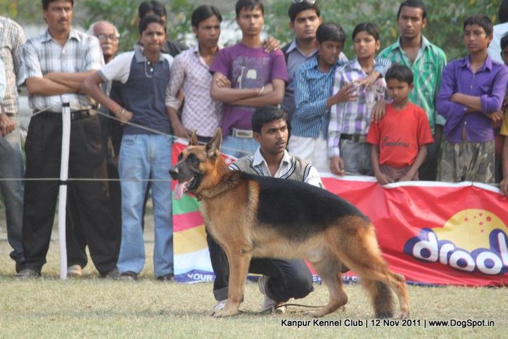gsd,sw-42,, Kanpur Dog Show 2011, DogSpot.in