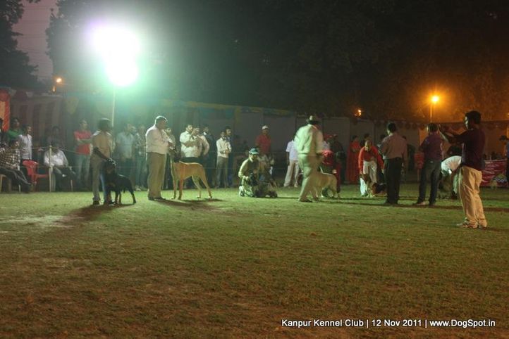 ground,sw-42,, Kanpur Dog Show 2011, DogSpot.in