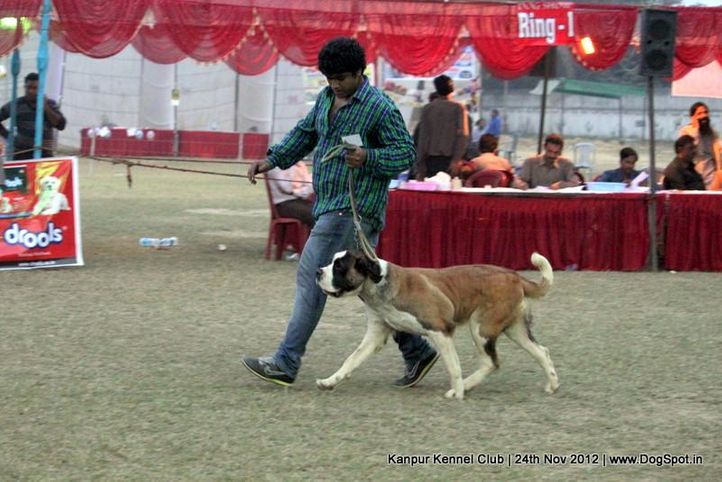 stbernard,sw-72,, Kanpur Dog Show 2012, DogSpot.in