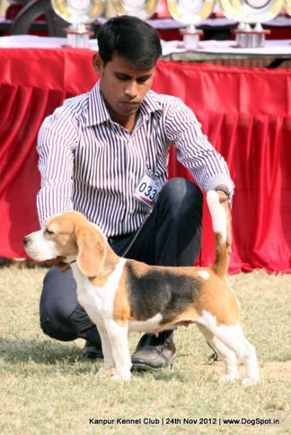 beagle,ex-33,sw-72,, TH. CH. CEASER MARCHING MARCHINE, Beagle, DogSpot.in