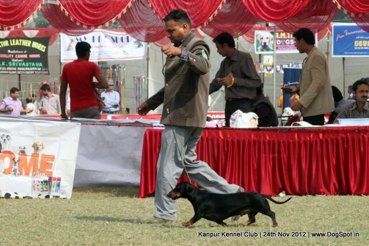 dachshund,ex-47,sw-72,, DEYWOO'S EXCALIBER, Dachshund Standard- Smooth Haired, DogSpot.in