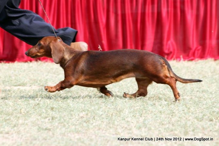 dachshund,ex-51,sw-72,, DEYWOO'S OOH LALA, Dachshund Miniature- Smooth Haired, DogSpot.in