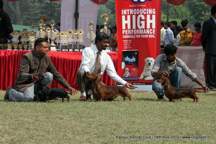 dachshund,sw-72,, Kanpur Dog Show 2012, DogSpot.in
