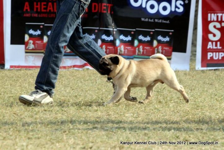 pug,sw-72,, Kanpur Dog Show 2012, DogSpot.in