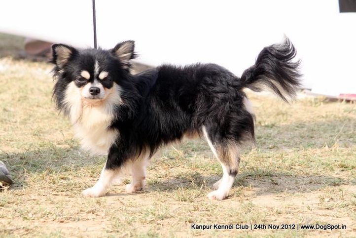 chihuahua,ex-1,sw-72,, ESTERA ENJOY IN LOVE SHOW, Chihuahua (Long Coat), DogSpot.in