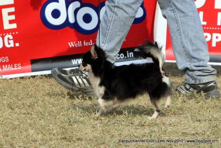 chihuahua,ex-1,sw-72,, ESTERA ENJOY IN LOVE SHOW, Chihuahua (Long Coat), DogSpot.in
