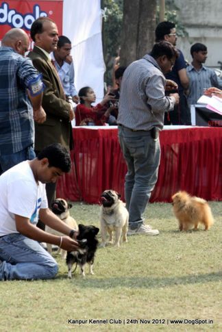 sw-72,toy group,, Kanpur Dog Show 2012, DogSpot.in
