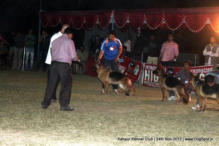 german shepherd dog,judging,sw-72,, Kanpur Dog Show 2012, DogSpot.in
