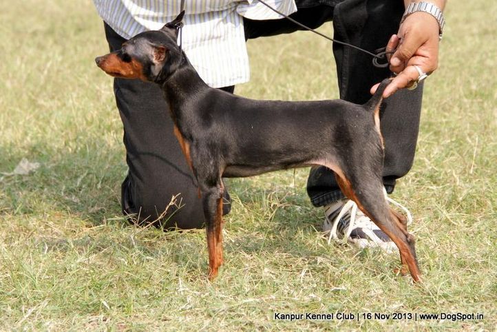 ex-1,miniature pinscher,sw-97,, Kanpur Dog Show 2013, DogSpot.in