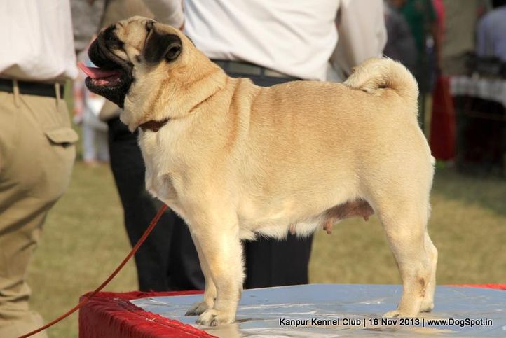 ex-24,pug,sw-97,, Kanpur Dog Show 2013, DogSpot.in