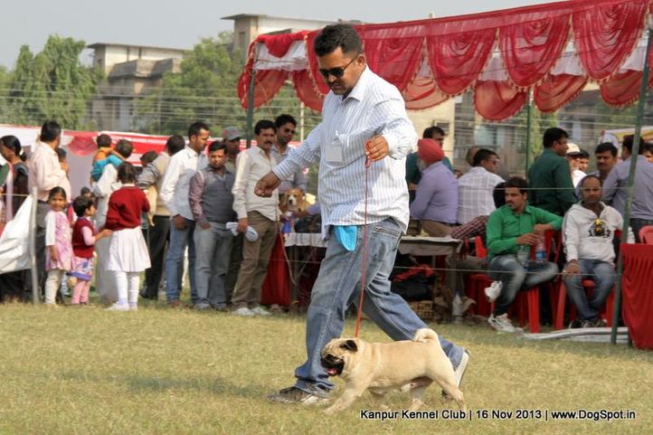 ex-24,pug,sw-97,, Kanpur Dog Show 2013, DogSpot.in