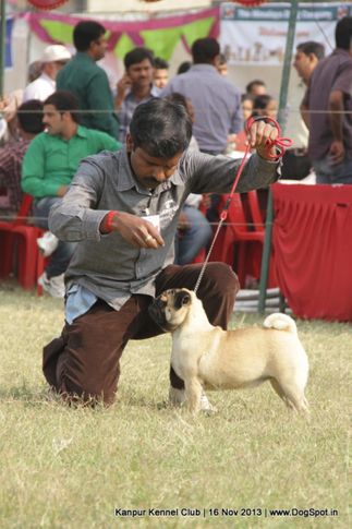ex-13,pug,sw-97,, Kanpur Dog Show 2013, DogSpot.in