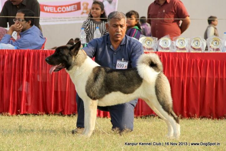akita,ex-90,sw-97,, Kanpur Dog Show 2013, DogSpot.in