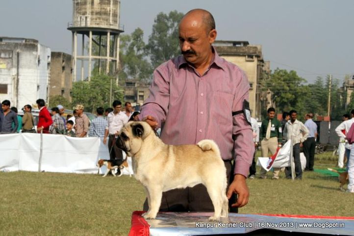 ex-12,pug,sw-97,, Kanpur Dog Show 2013, DogSpot.in