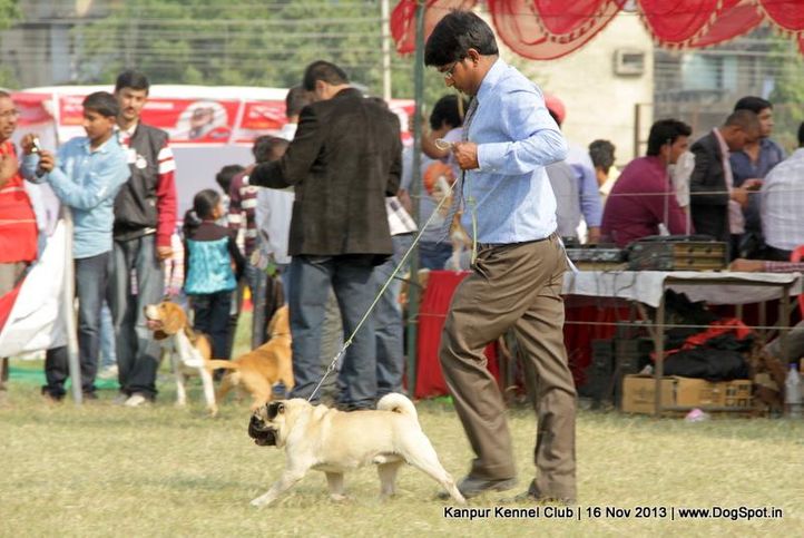 ex-15,pug,sw-97,, Kanpur Dog Show 2013, DogSpot.in