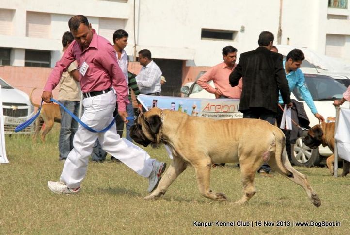 english mastiff,ex-143,sw-97,, Kanpur Dog Show 2013, DogSpot.in