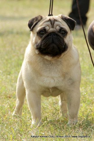 ex-12,pug,sw-97,, Kanpur Dog Show 2013, DogSpot.in