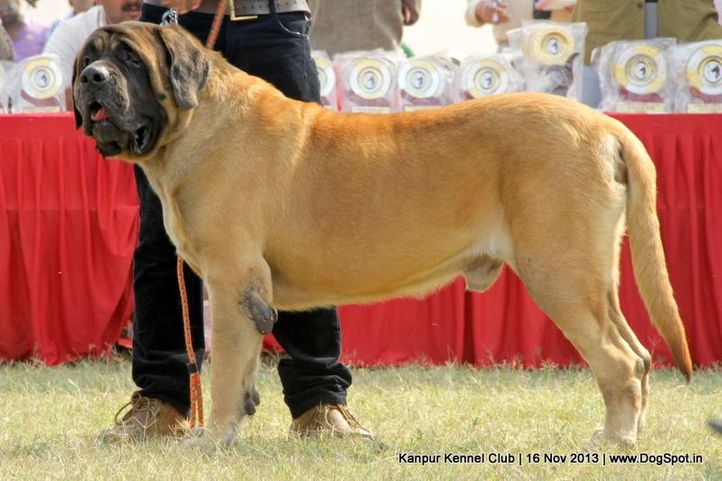 english mastiff,ex-146,sw-97,, Kanpur Dog Show 2013, DogSpot.in