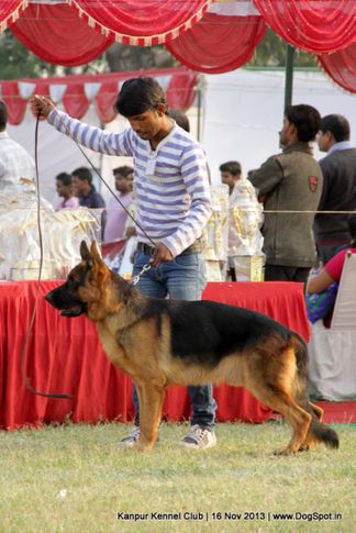german shepherd,sw-97,, Kanpur Dog Show 2013, DogSpot.in