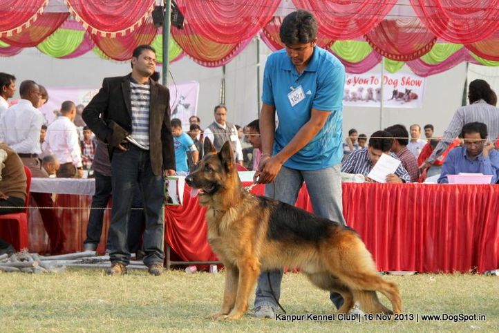 ex-180,german shepherd,sw-97,, Kanpur Dog Show 2013, DogSpot.in