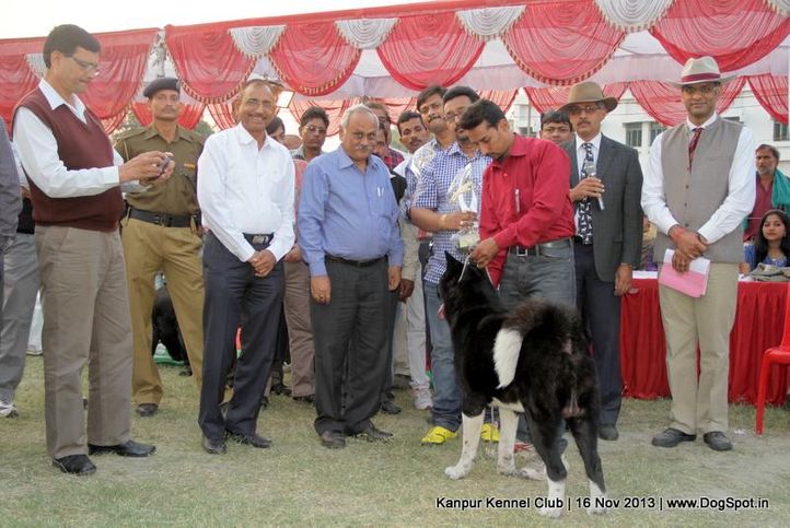 akita,bis,ex-89,sw-97,, Kanpur Dog Show 2013, DogSpot.in