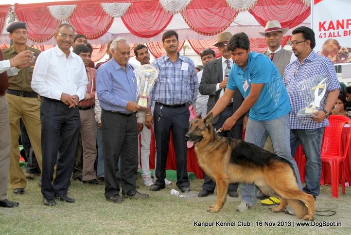 bis,ex-180,german shepherd,sw-97,, Kanpur Dog Show 2013, DogSpot.in
