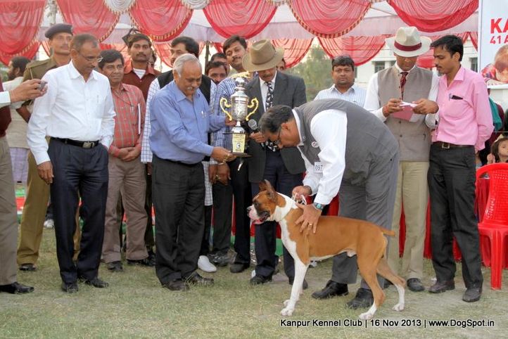 bis,boxer,ex-97,sw-97,, Kanpur Dog Show 2013, DogSpot.in