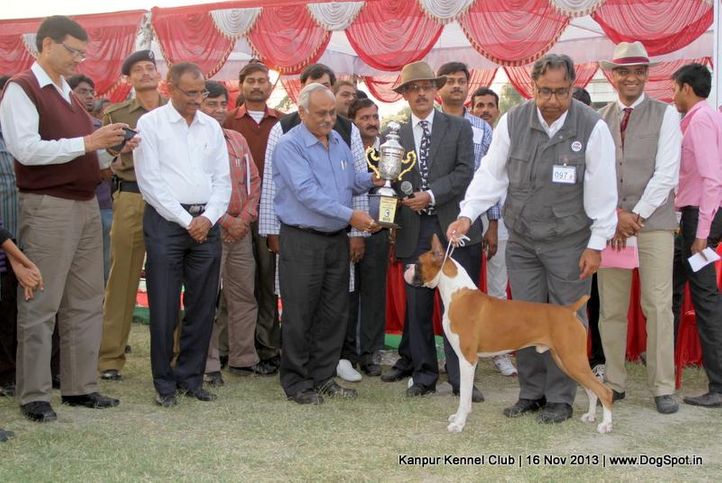 bis,boxer,ex-97,sw-97,, Kanpur Dog Show 2013, DogSpot.in