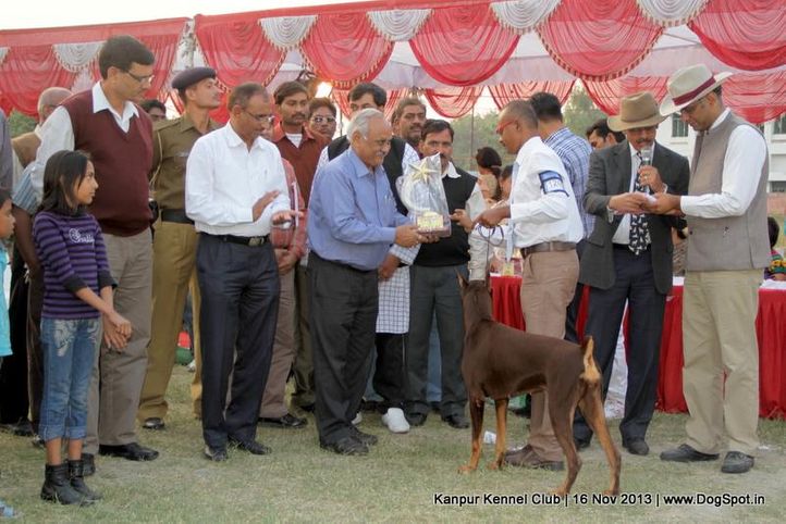 bis,dobermann,ex-126,rbi,sw-97,, Kanpur Dog Show 2013, DogSpot.in