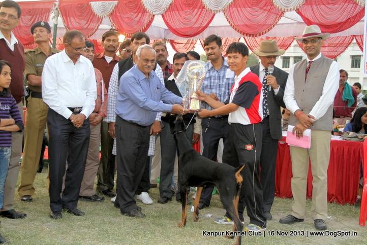 bis,dobermann,ex-121,rbps,sw-97,, Kanpur Dog Show 2013, DogSpot.in