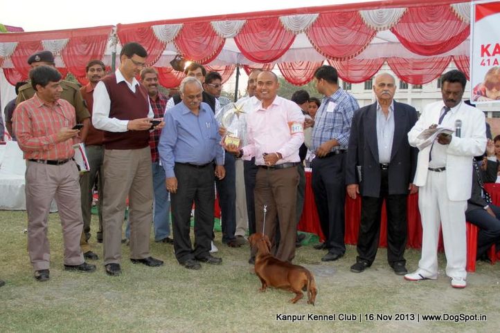 bis,dachshund,ex-47,sw-97,, Kanpur Dog Show 2013, DogSpot.in