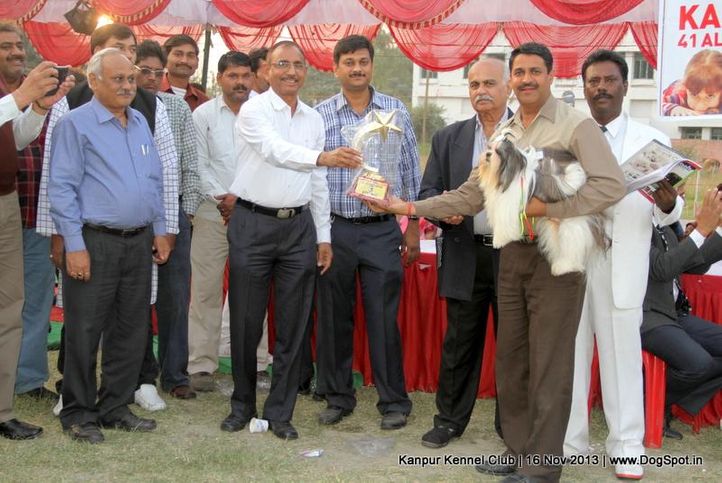bis,ex-95,shih tzu,sw-97,, Kanpur Dog Show 2013, DogSpot.in