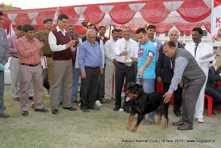 bis,ex-155,rottweiler,sw-97,, Kanpur Dog Show 2013, DogSpot.in