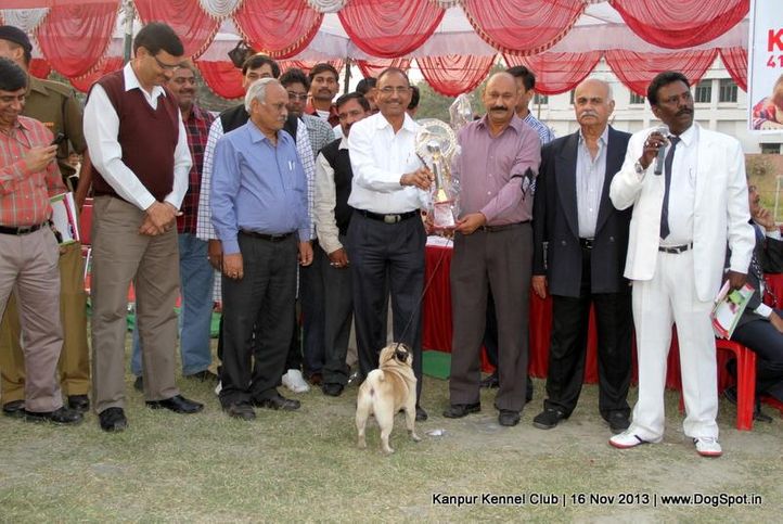 bis,ex-12,pug,sw-97,, Kanpur Dog Show 2013, DogSpot.in