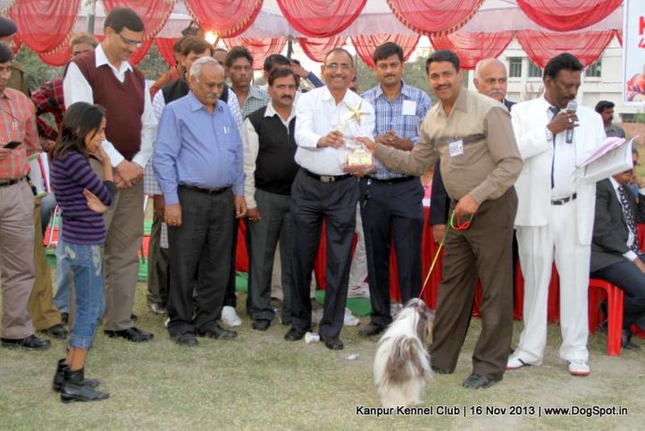 bis,ex-95,rbbi,shih tzu,sw-97,, Kanpur Dog Show 2013, DogSpot.in
